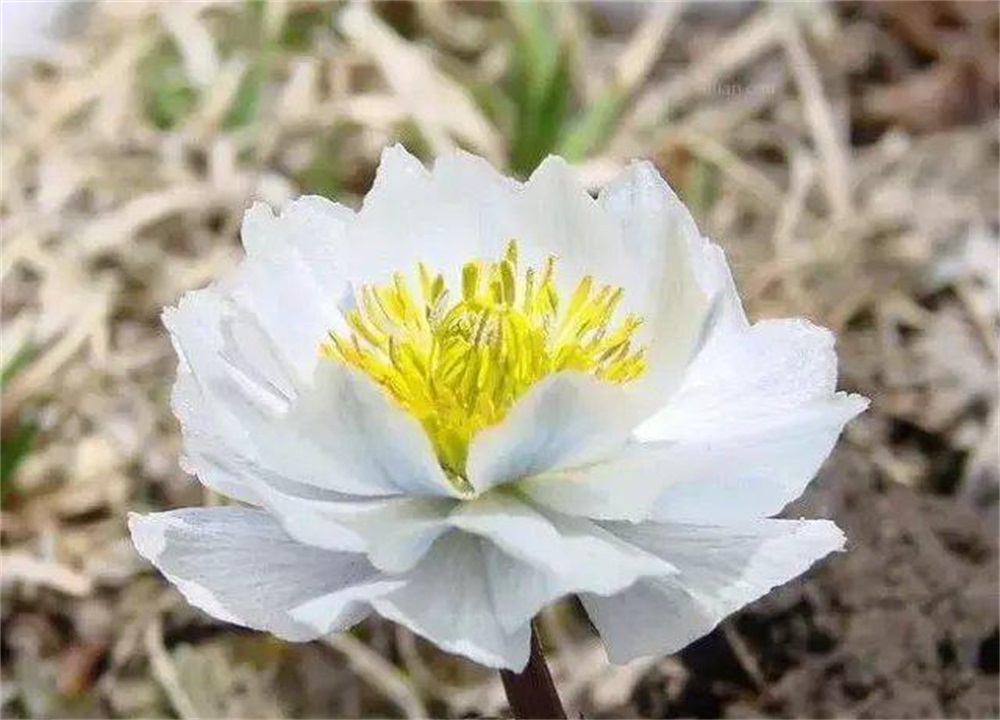 雪蓮花